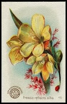 46 Orchid, Freesia Refracta Alba